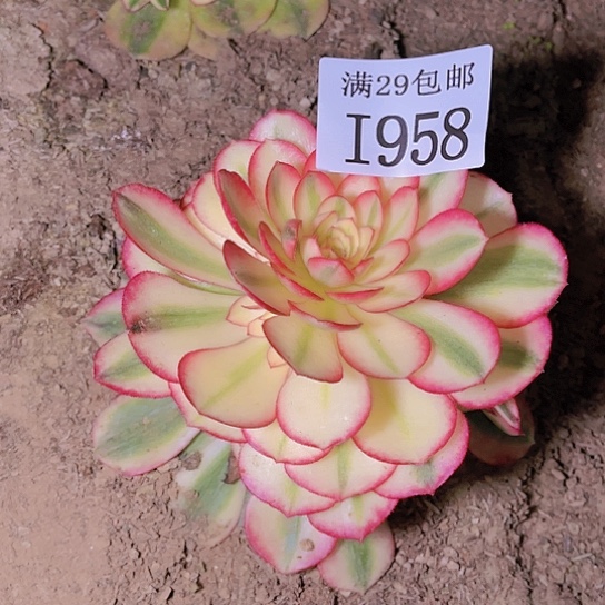 桃*姐1958荔枝多肉植物