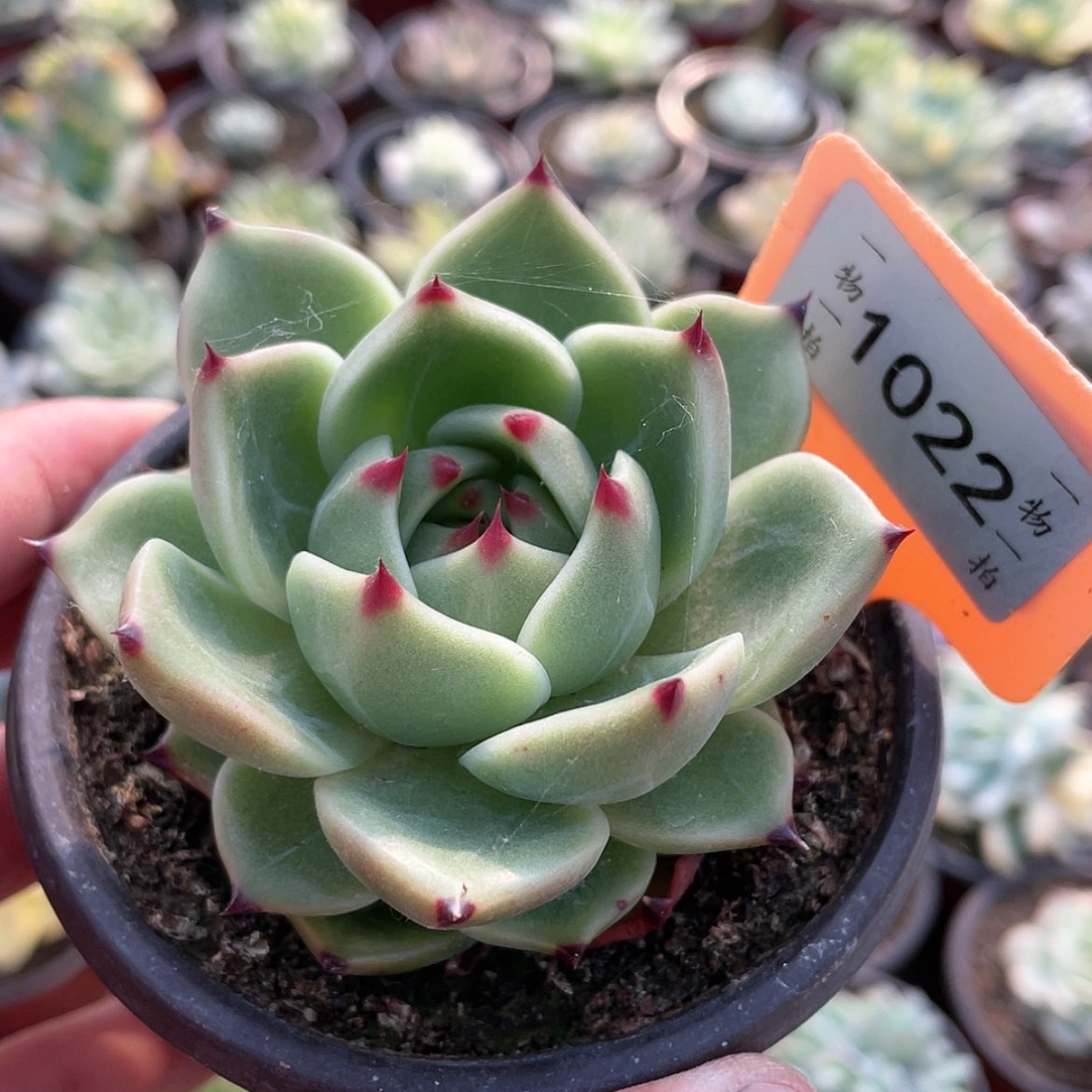 【闪购商品】无花朵快**生1022