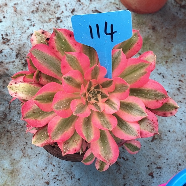 114 一颗粉女巫法师多肉