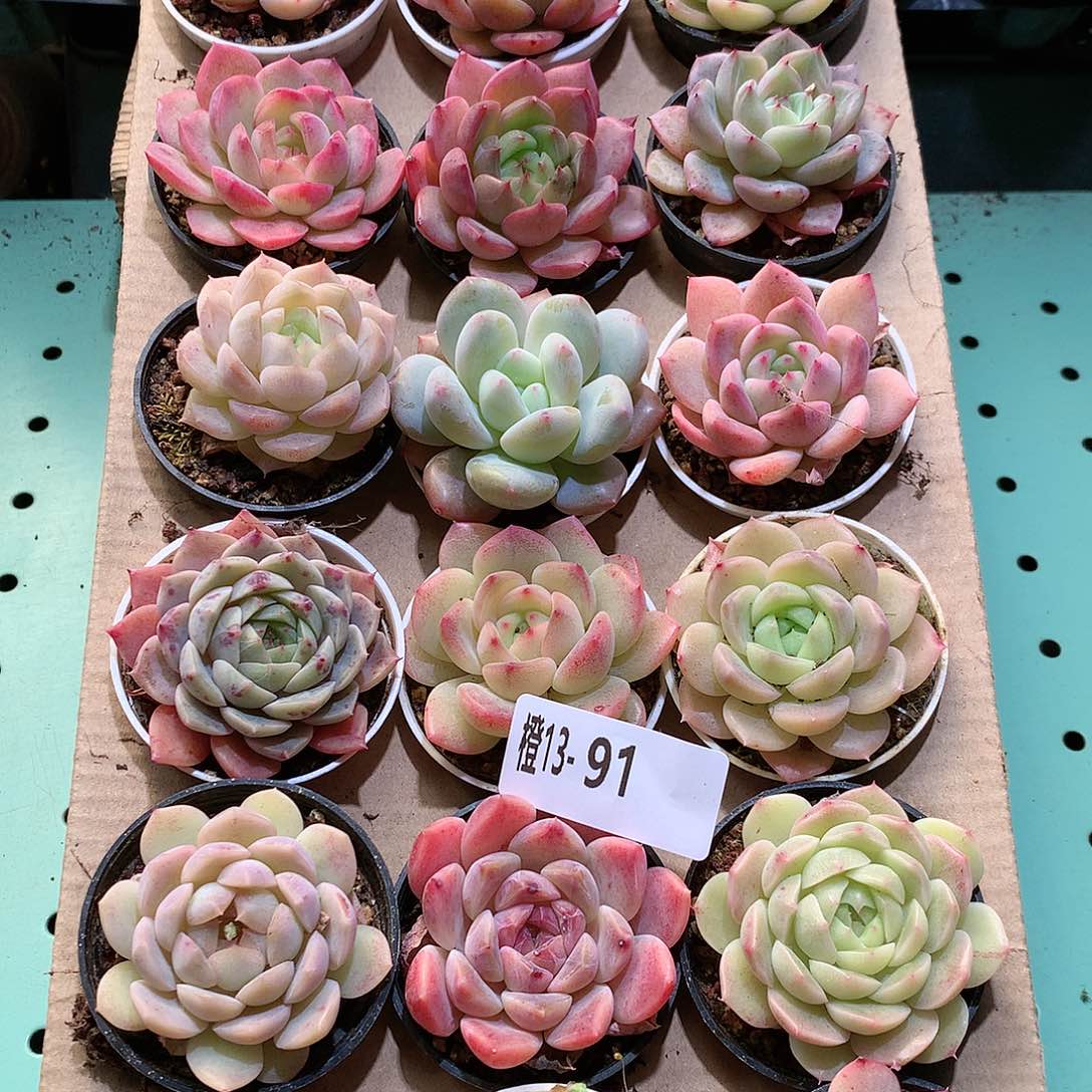 13-91一物一拍带盆18颗。