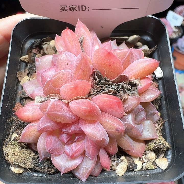 冰糖水晶多肉植物487