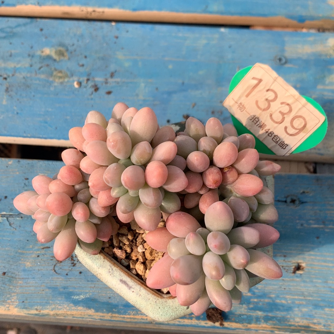 汤圆树缀一物一拍1339