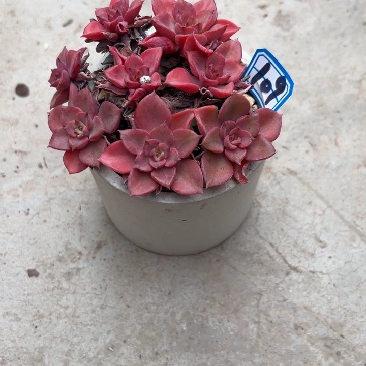 旋****一物一拍芬达多天109