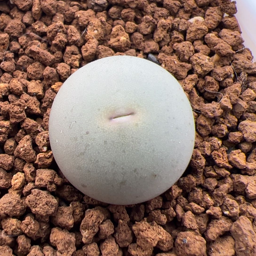 096号sh433 V嘴 多肉植物