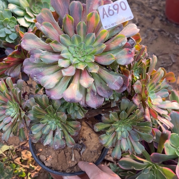红铜中班多肉植物690.