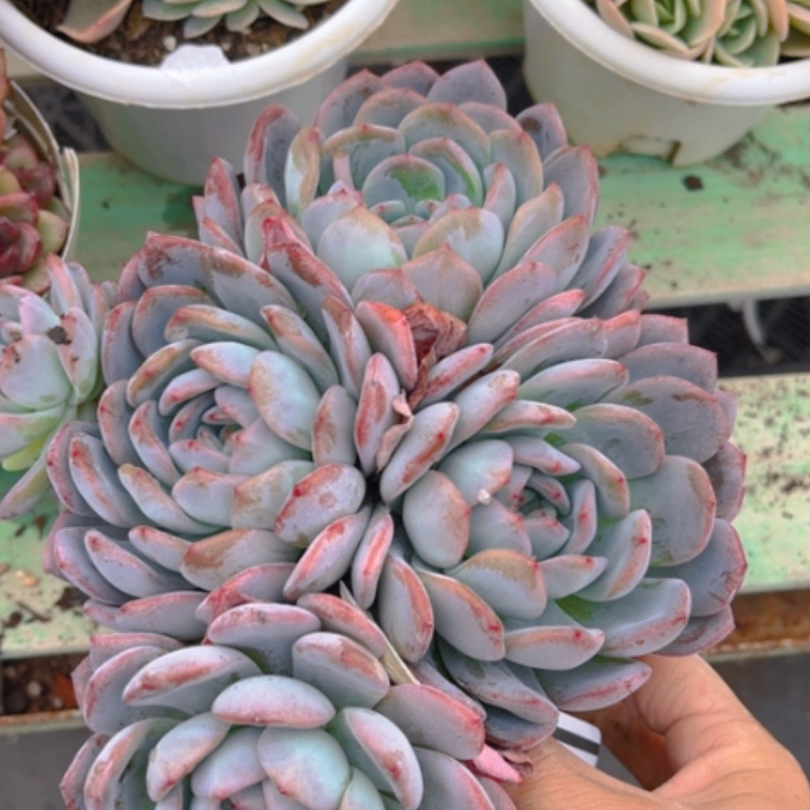 【闪购商品】全明星0745