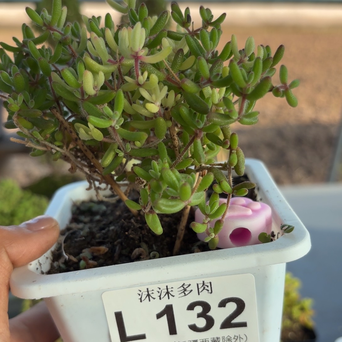 啧***啧132红宝石锦枝干番杏