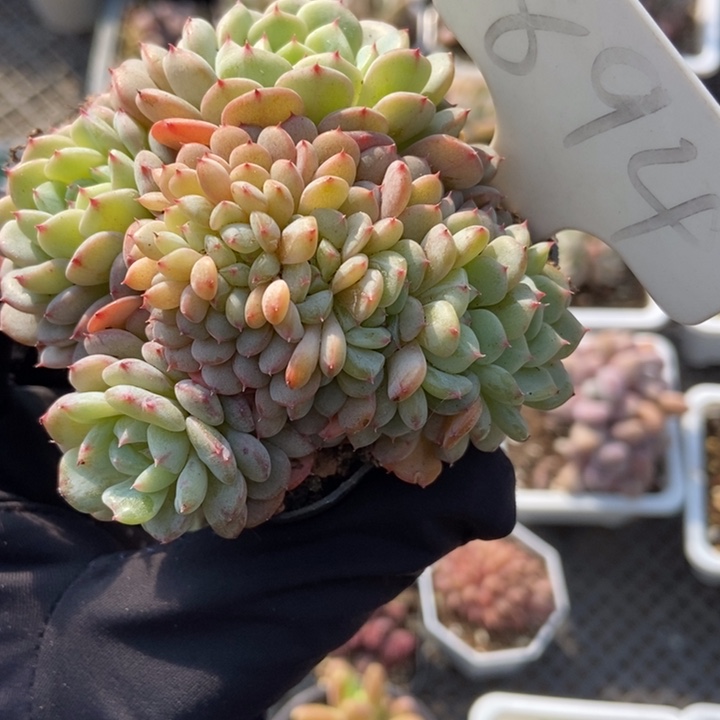 894白胖子缀多肉植物保护