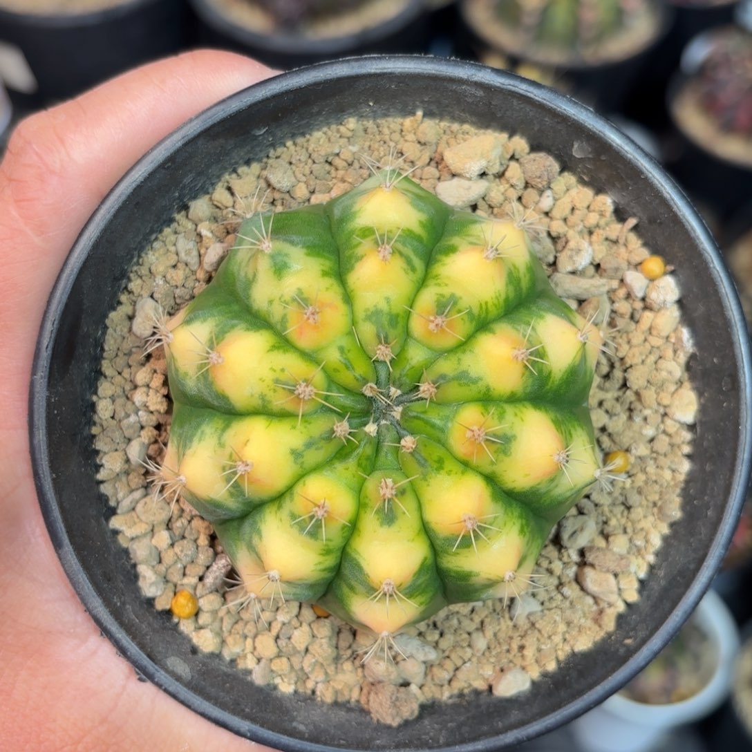 泰系米哈仙人球10