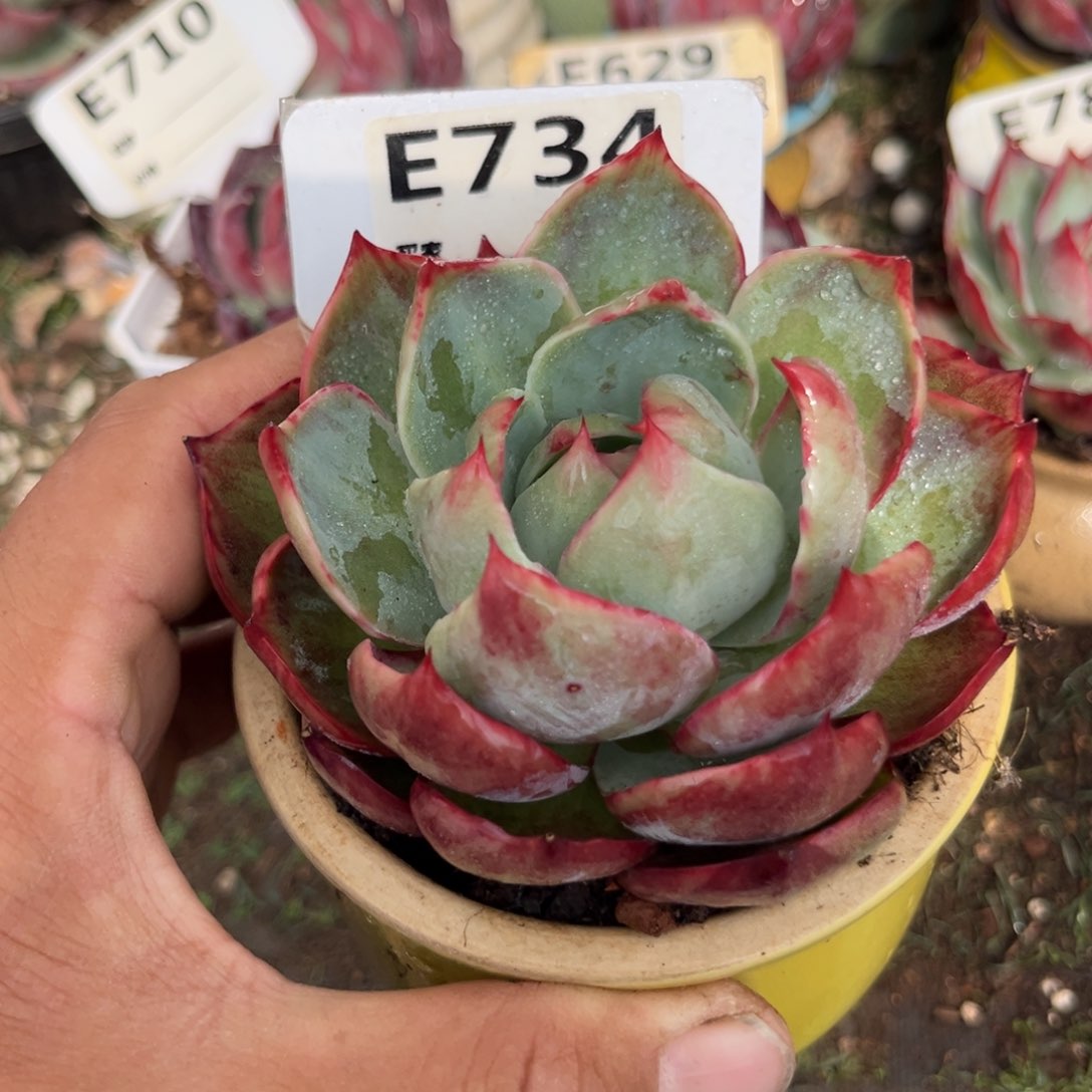 惊鸿一瞥734号多肉