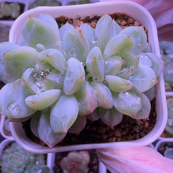 雪花珍泥一物一拍