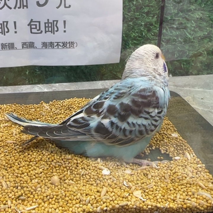 虎皮鹦鹉大头虎皮鹦鹉