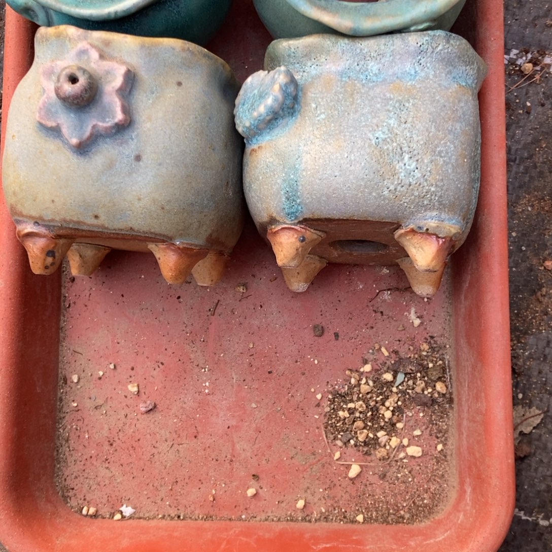 ～***～盆盆4个带盆发货发货