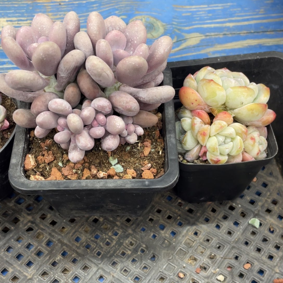 橙雪球组冰玉清台子