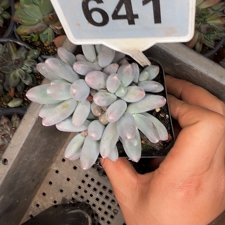 多肉植物乌拉奶641