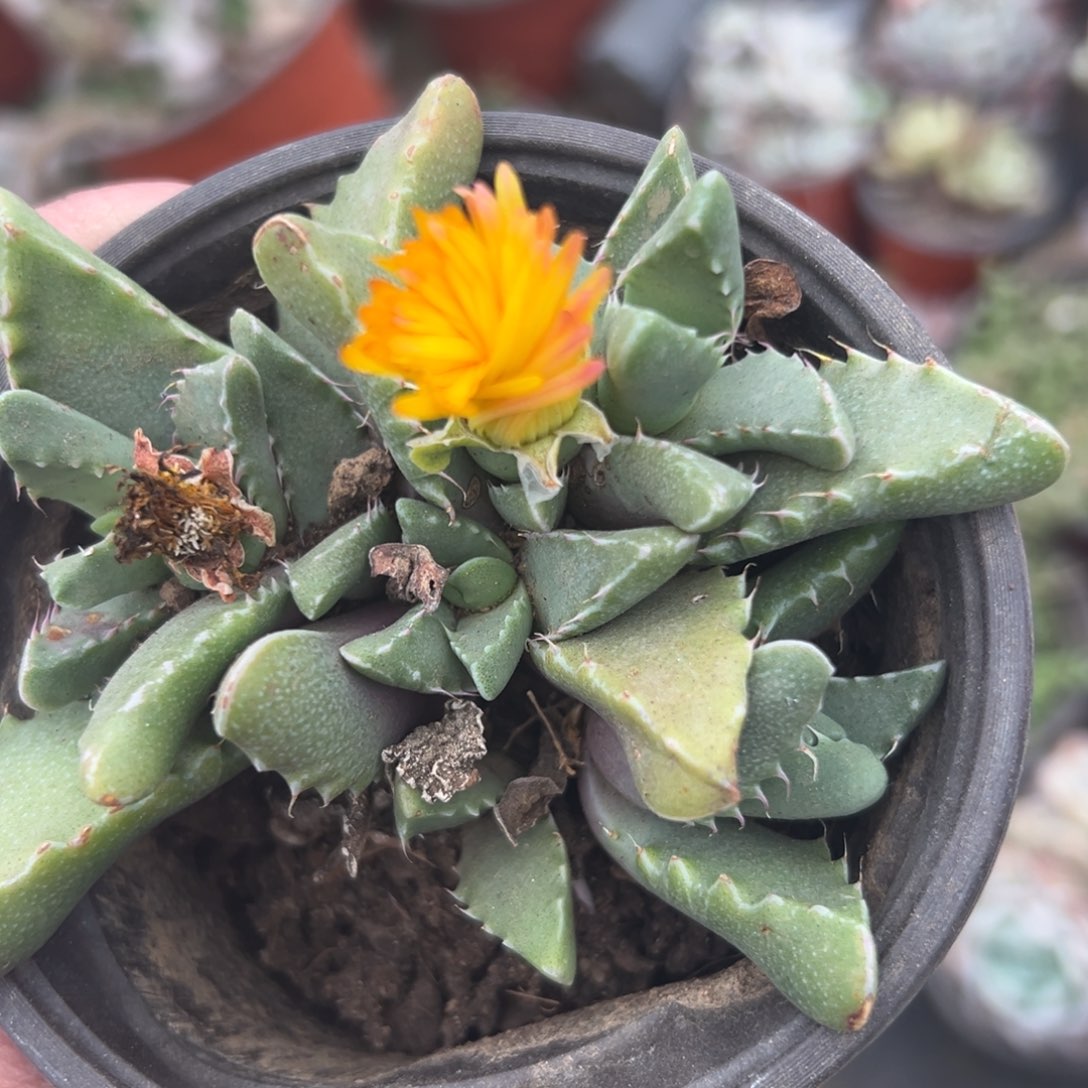 多肉植物多肉植物