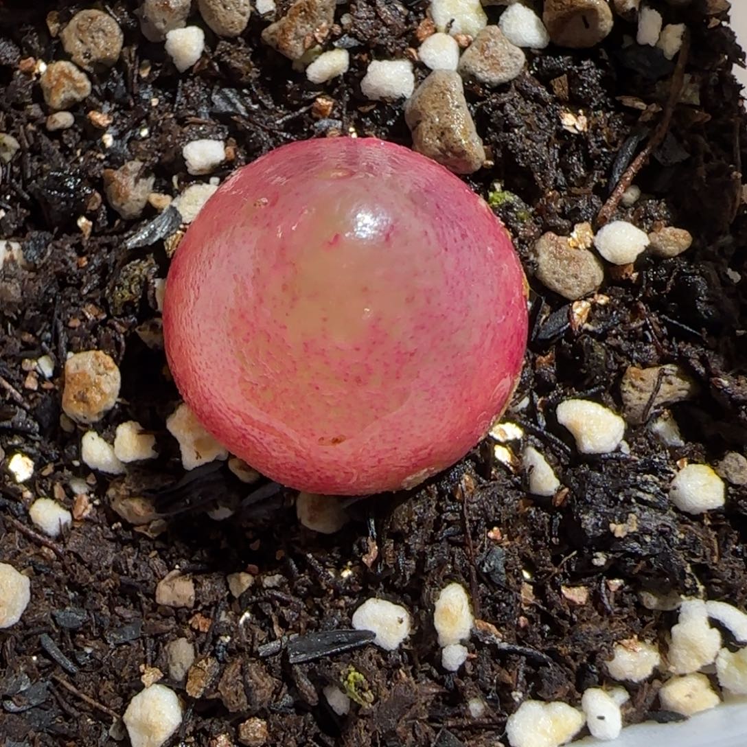 肉锥多肉植物组合-灯泡535