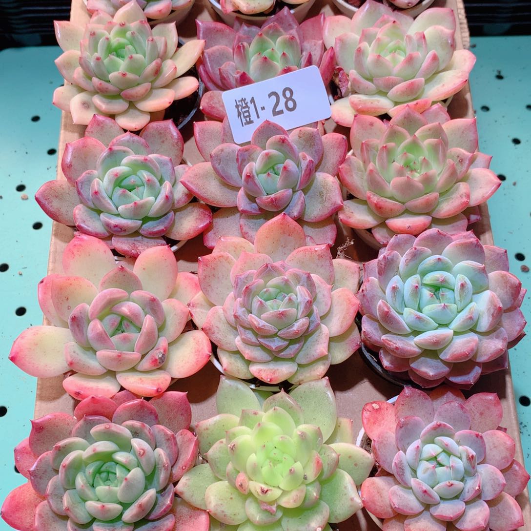 1-28一物一拍多肉带盆18颗