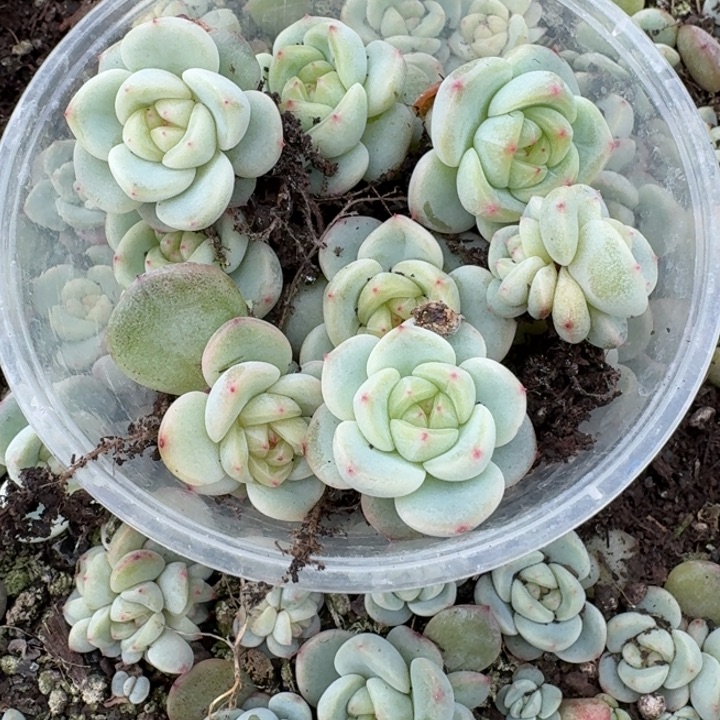 085甜心3000饭盒一组