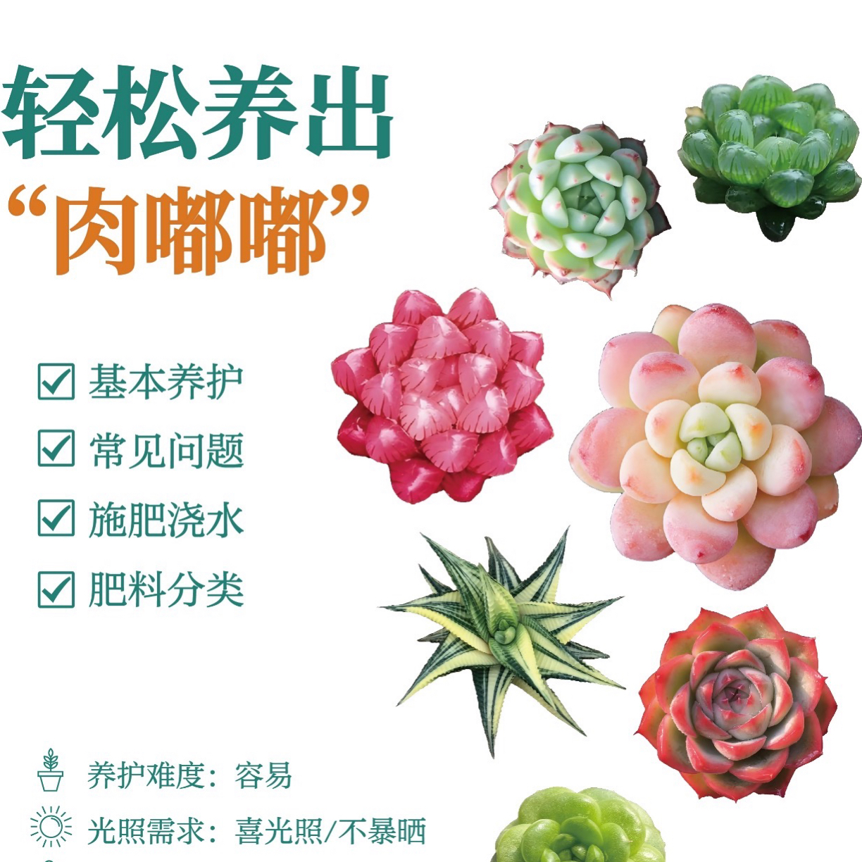 精控奶茶六五盆多肉植物