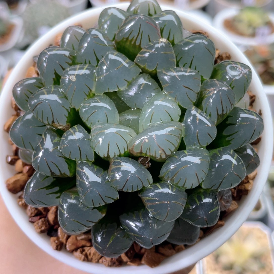 79冰灯玉露  多肉十二卷