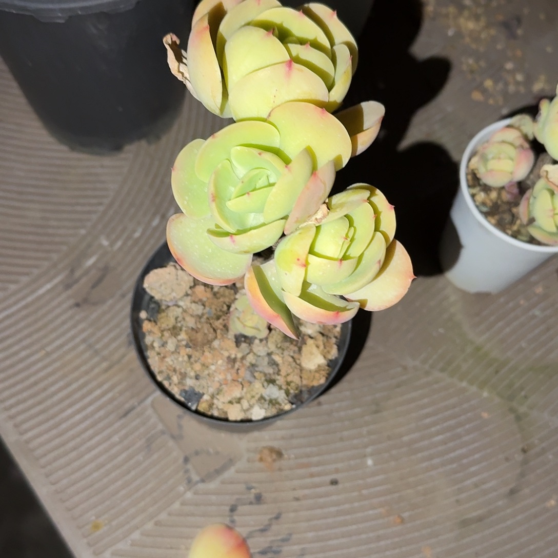 娟***鸡蛋碧桃多肉植物一颗