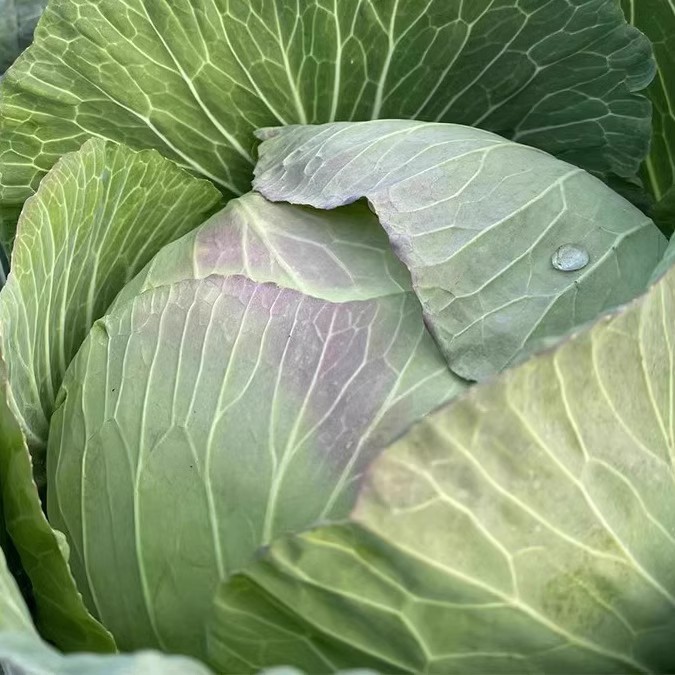 【小雨专属】农家包菜