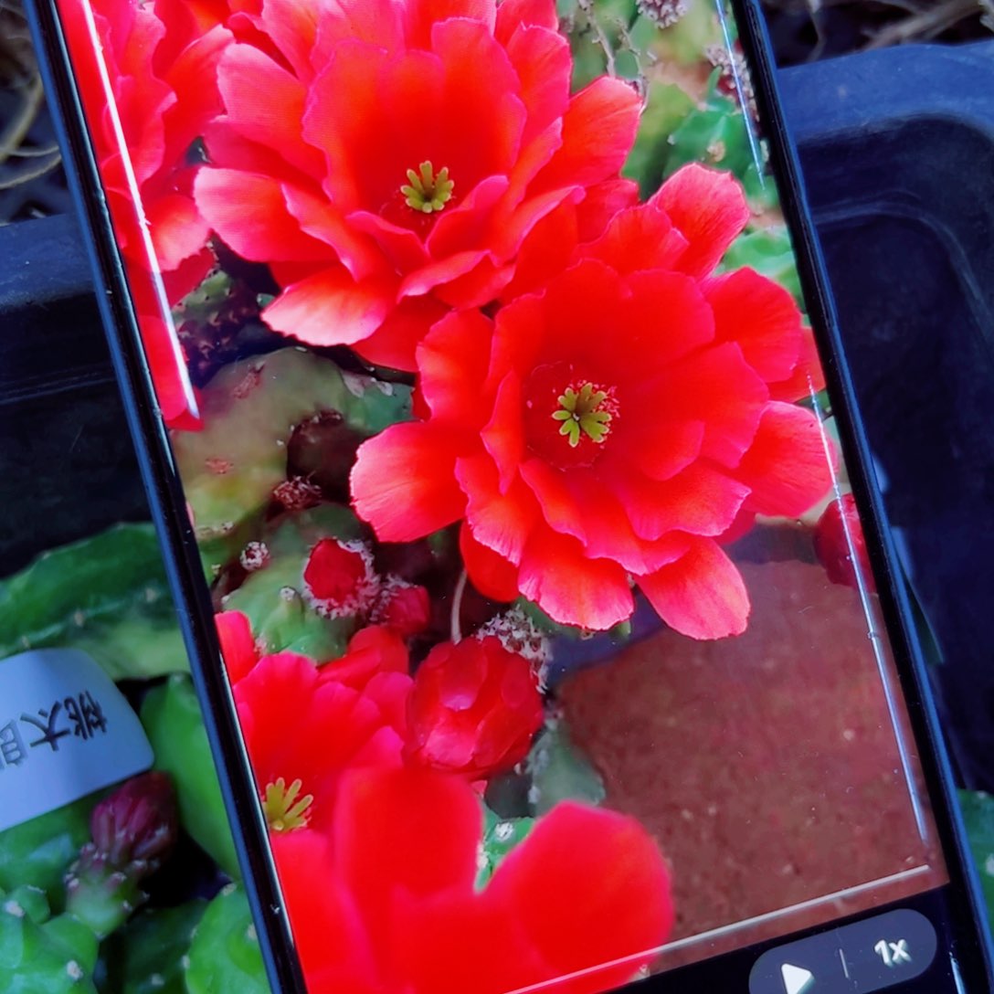 下3桃太郎软2个无根小侧芽20包邮