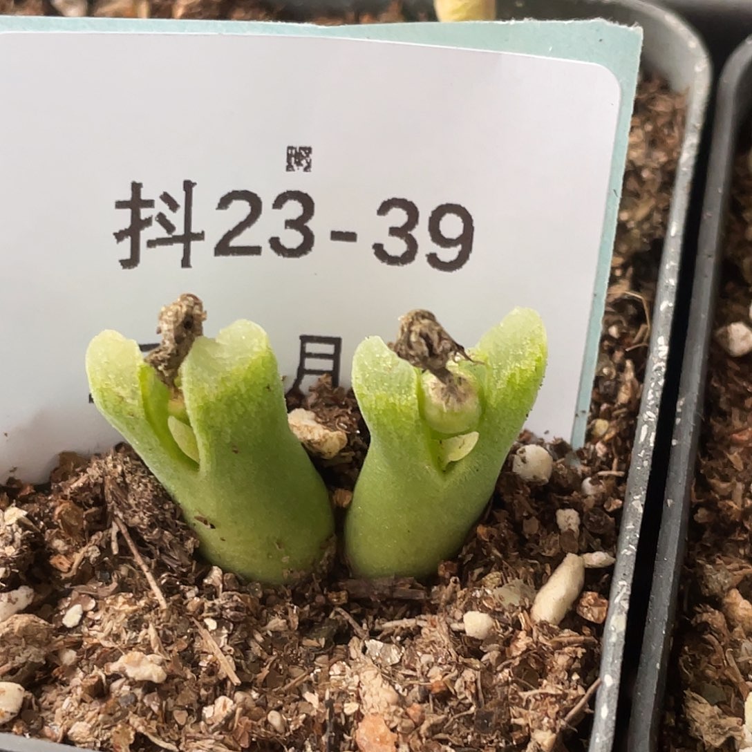 23-39冰风铃多肉植物