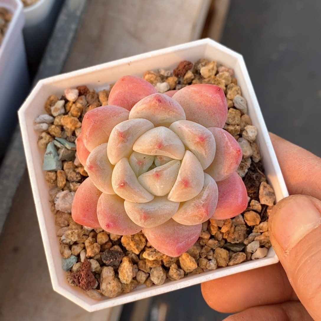 精品多肉一物一拆不包整35