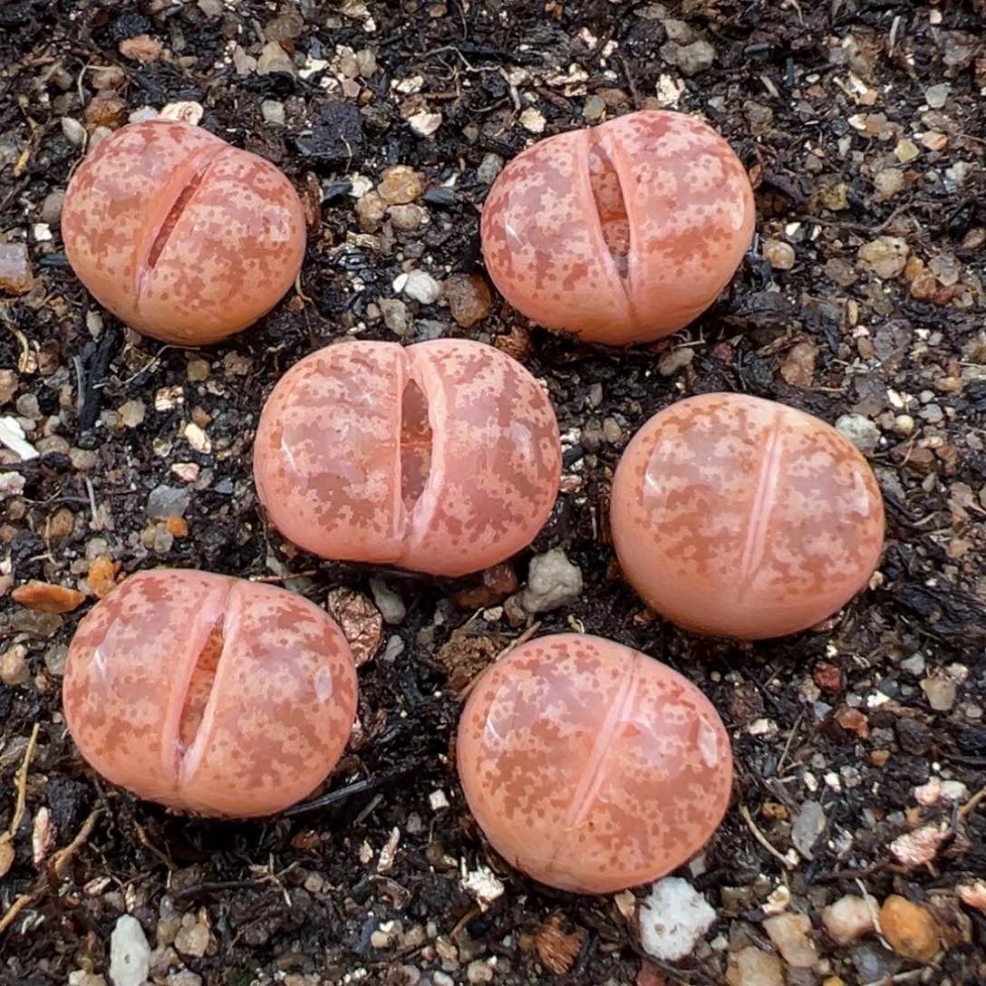 2.5好看的多肉654