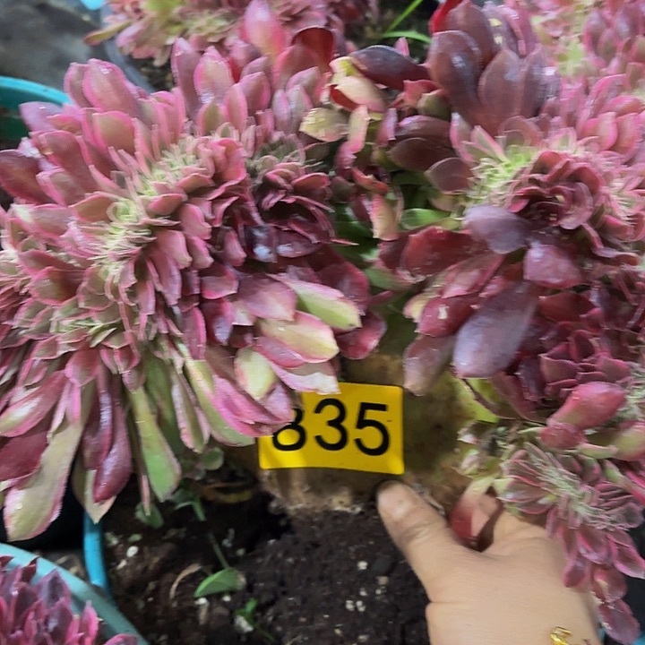 多肉植物福利835