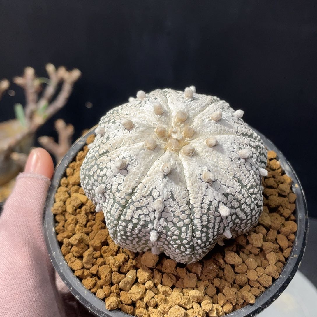 奇迹兜哈哈哈哈哈哈哈