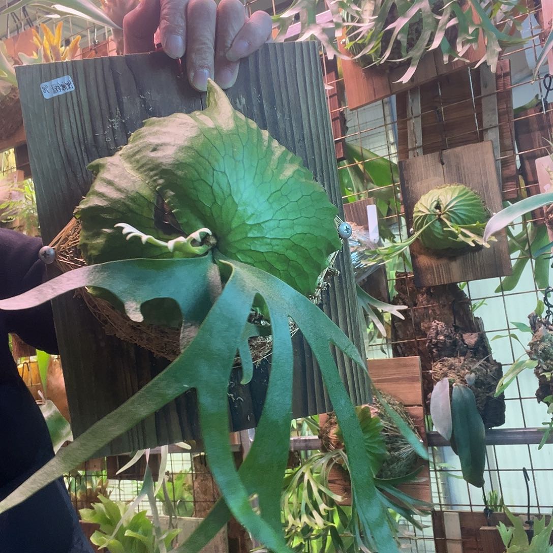 无花朵侏儒菲律宾皇冠008