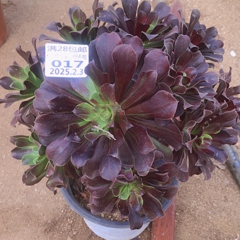 2.3-17欧若拉多肉植物