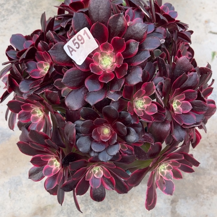 591金丝雀32厘米左右