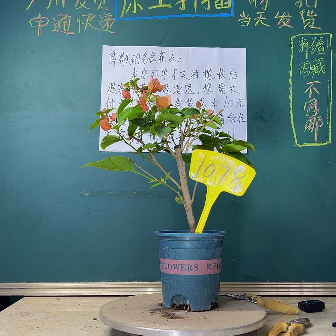 当前无花栽培后可以开花福利 不甜西瓜 1078