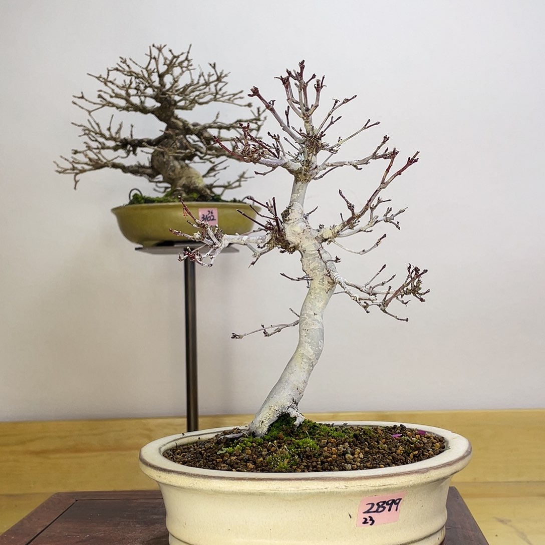 木本出猩猩红枫盆栽