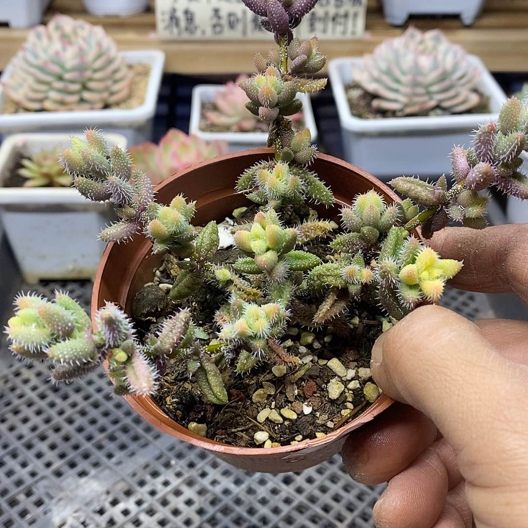 0953 雷神锦自然群