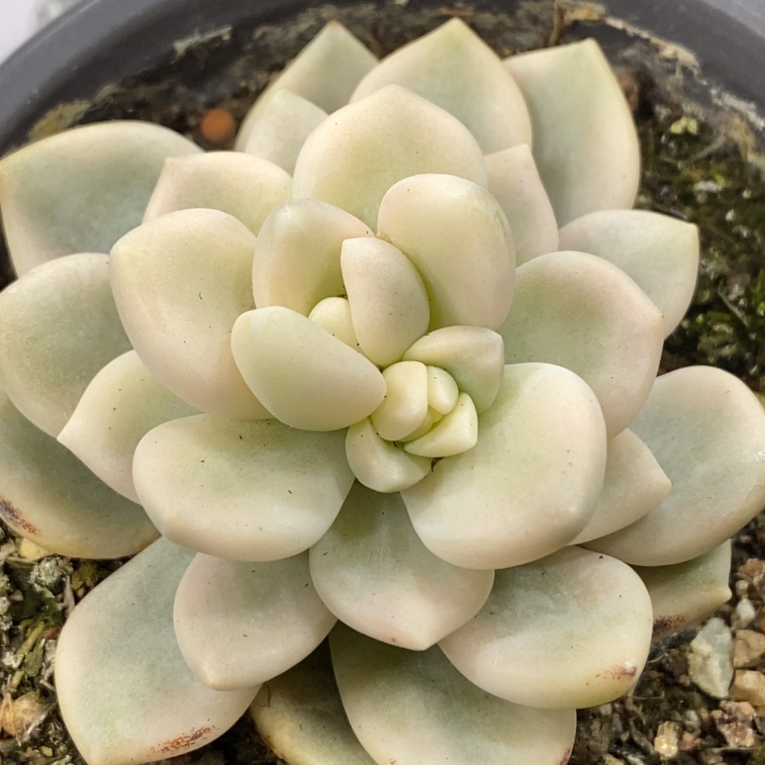 若桃锦  小方花圃一物一拍