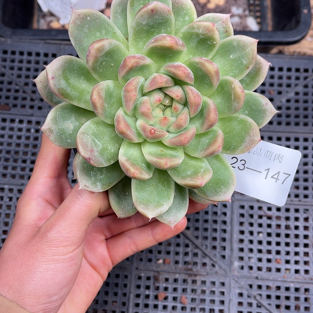 多肉一物一拍23-147
