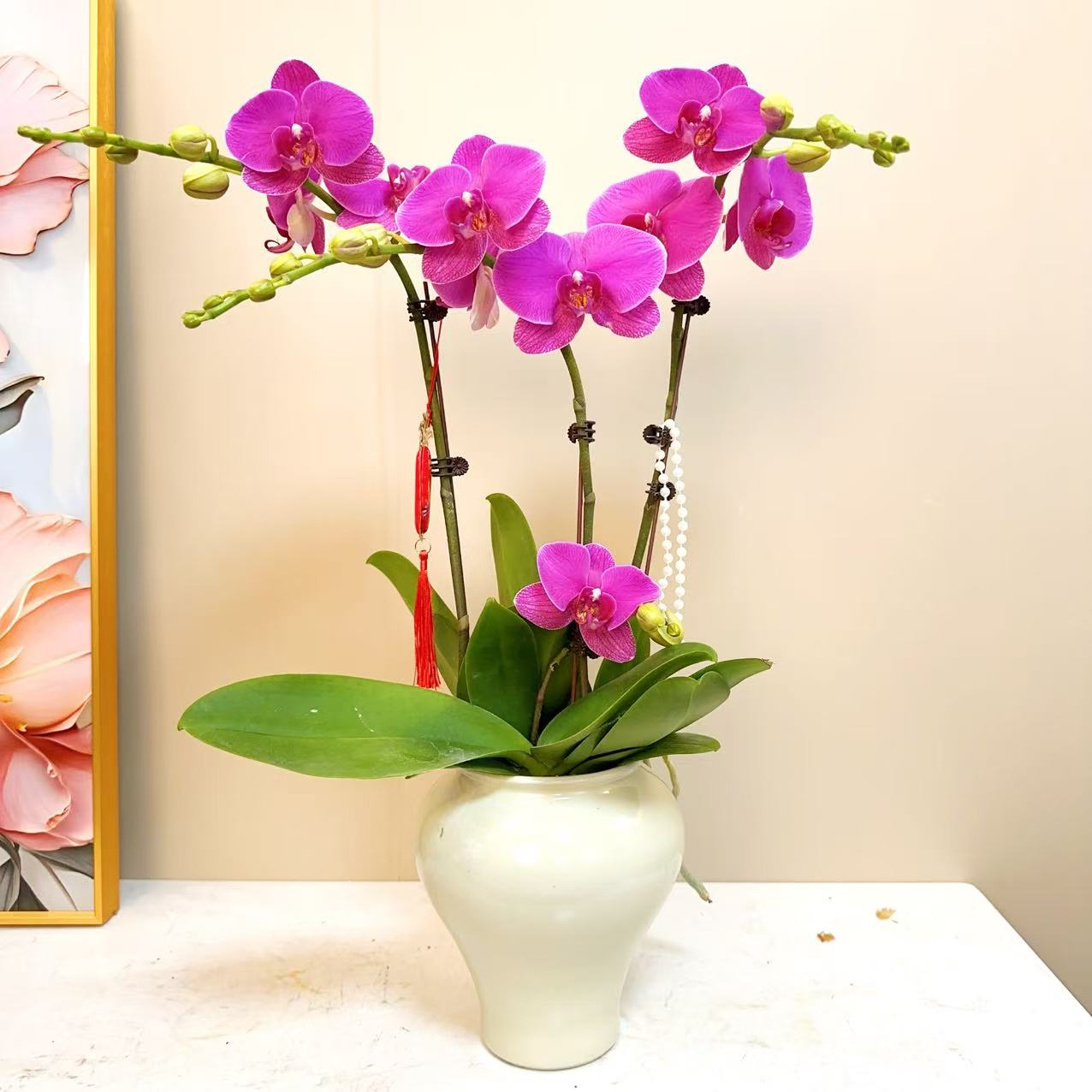 A级【恭喜发财】精品鲜花 蝴蝶兰 