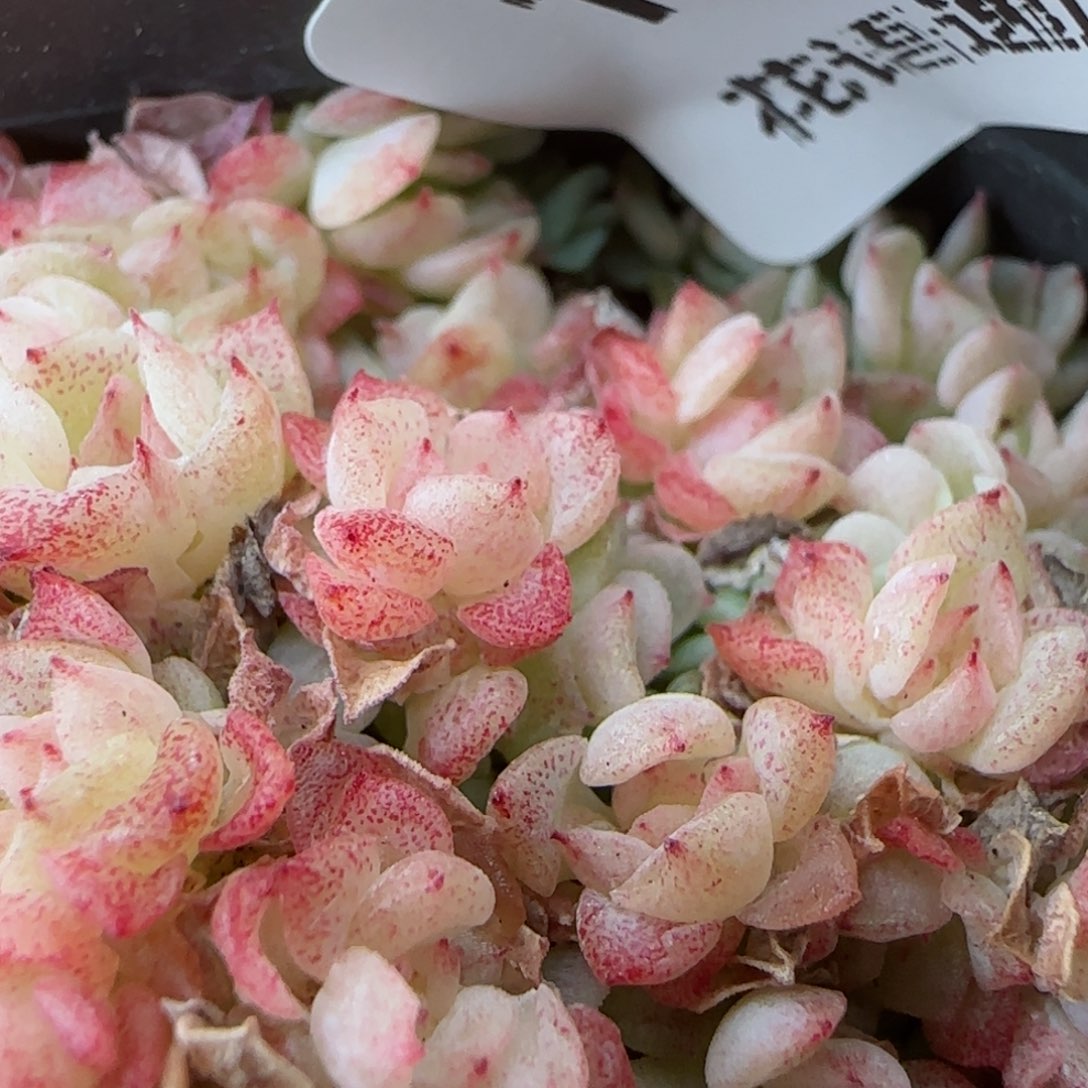 花语逸镜0208-187散