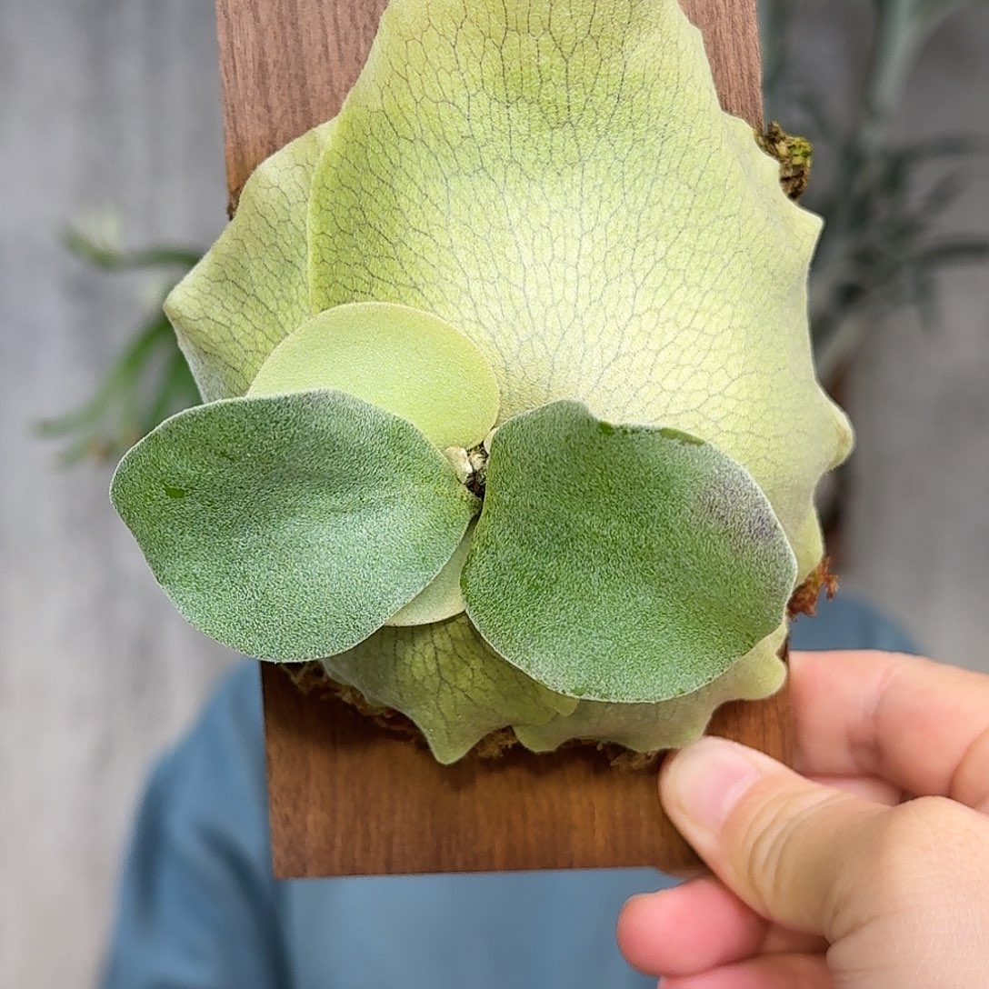 完全开放掉牌鹿鹿角蕨书签板春野花园