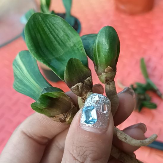 叶*特色花卉君子兰小苗君