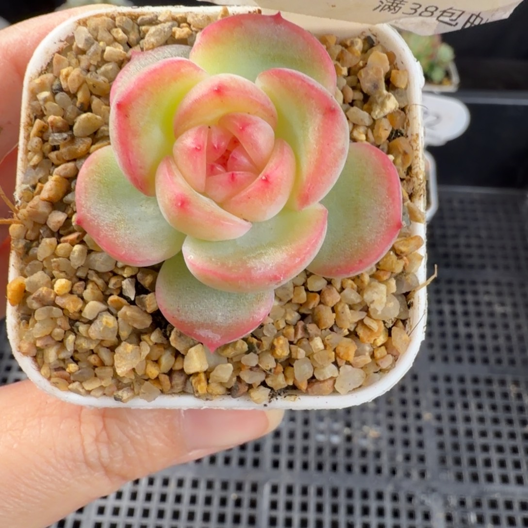 ****.au一颗花30单头孤品173号