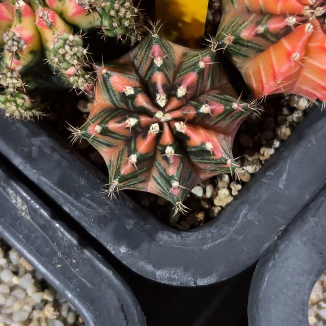 167-1124泰国发货多肉