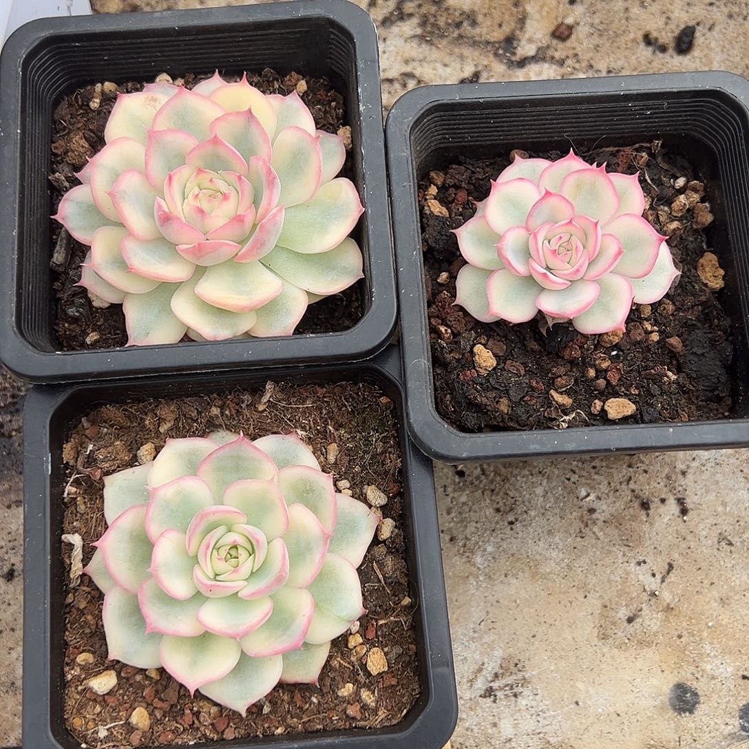 依***托托托专拍三颗侧影锦