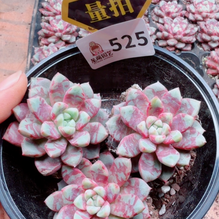 多肉植物多肉植物