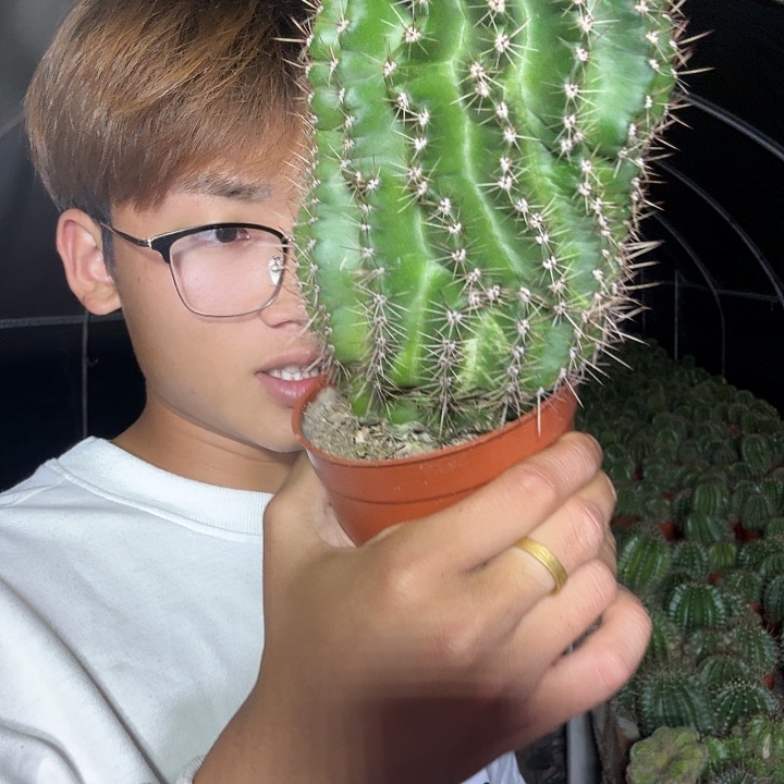 蓝***姬大量花朵（建议范围：8朵-15朵 或40%以上）彩草